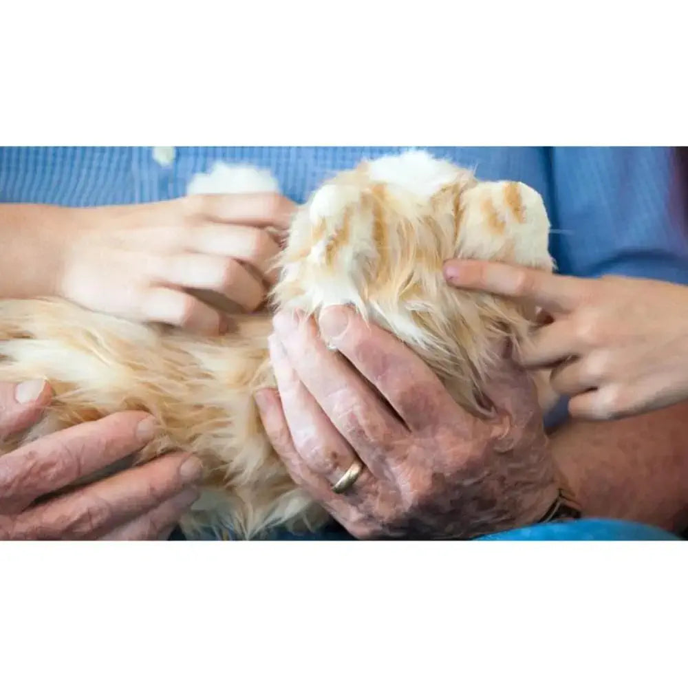 Ageless Innovations Tabby Cat Interactive Companion — фото 4