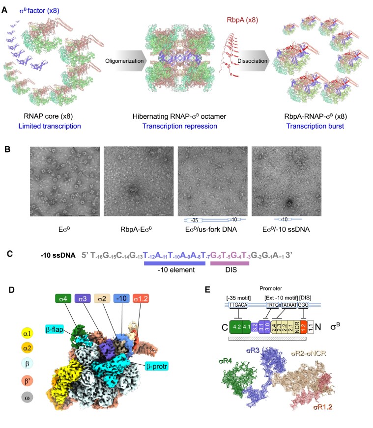 RNA drive tuning with DigitalMotion — фото 4